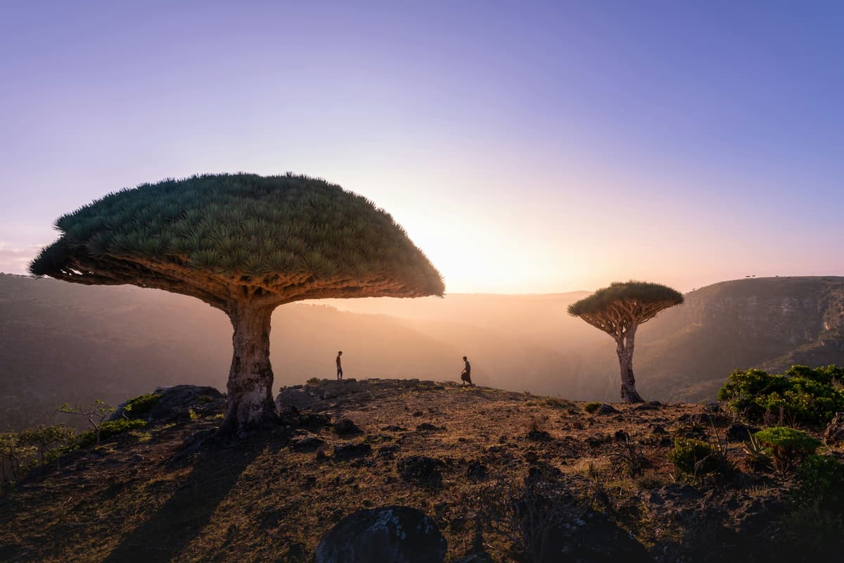 Socotra: Yemen’s Enigmatic Island of Biodiversity and History